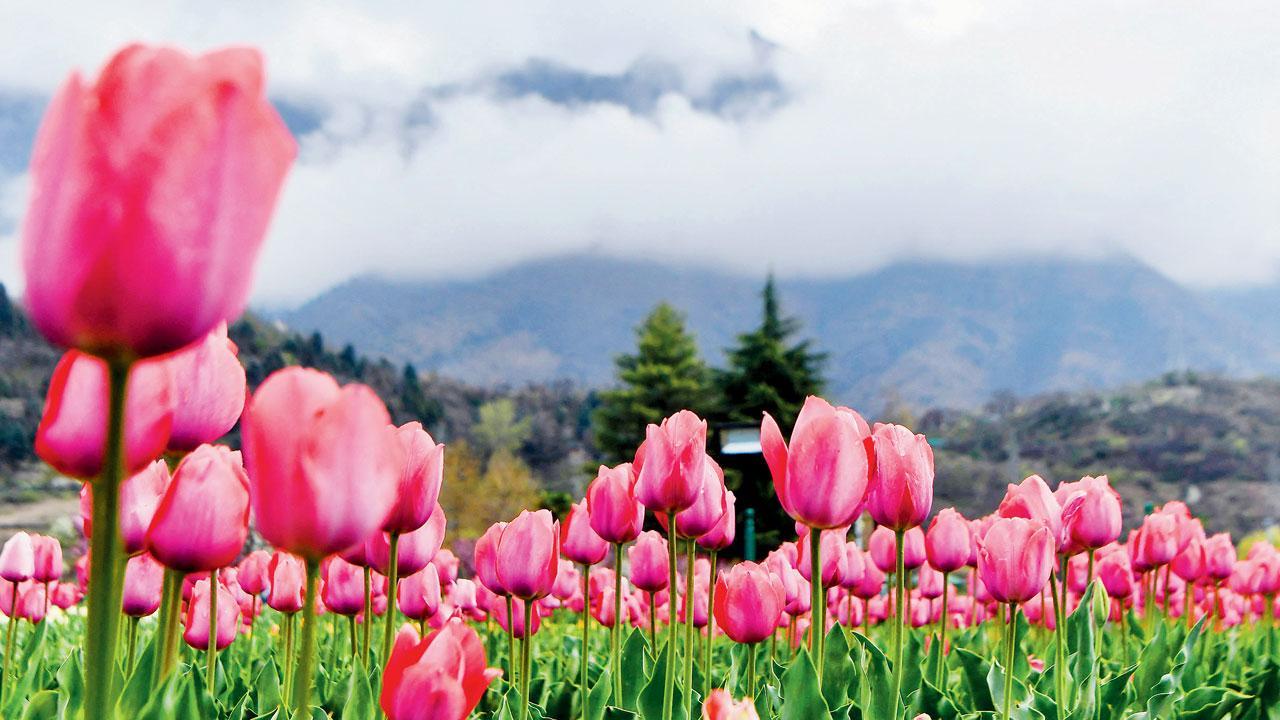 Kashmir in full bloom