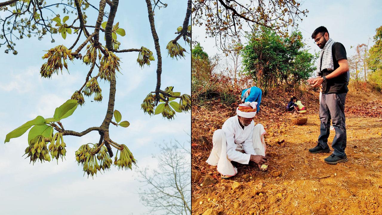 A Mahua plant in full bloom participants forage with locals