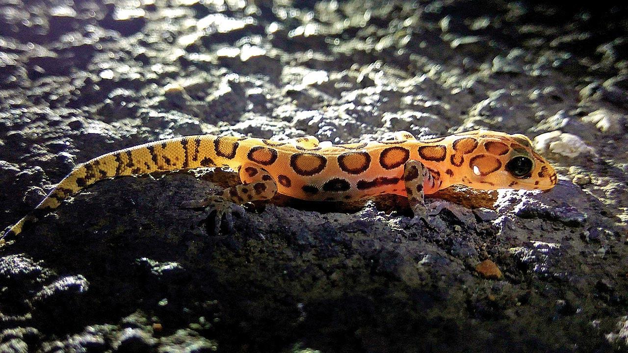 A Giri’s gecko spotted at a previous trail. Pic Courtesy/Yogesh Patel