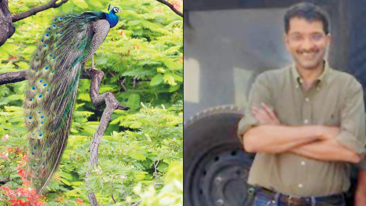 (Right) Darshan Khatau; The peacock finds a pretty perch. pic courtesy/DARSHAN KHATAU