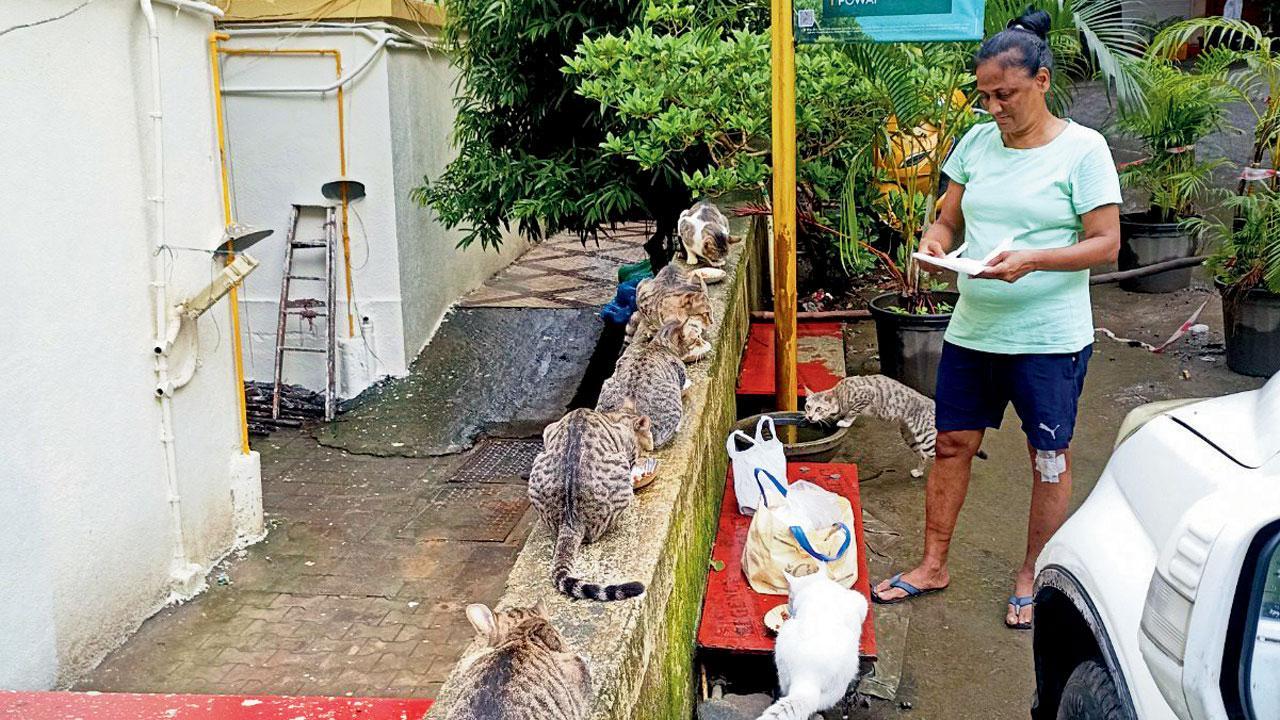 Mumbai: Stray dogs poisoned in Powai colony, cops register FIR