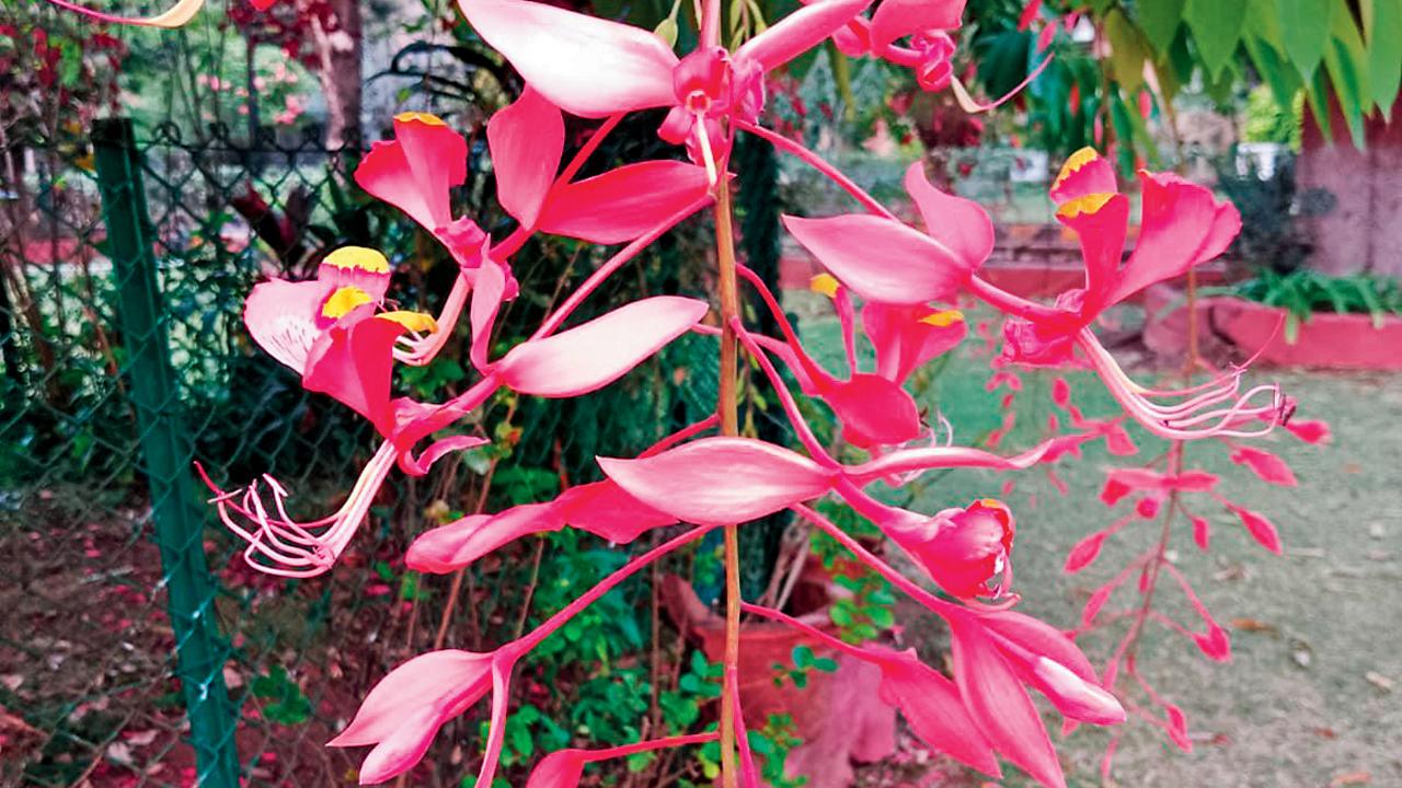 The Amherstia Nobilis at Fort is one of the sights on the heritage walk 