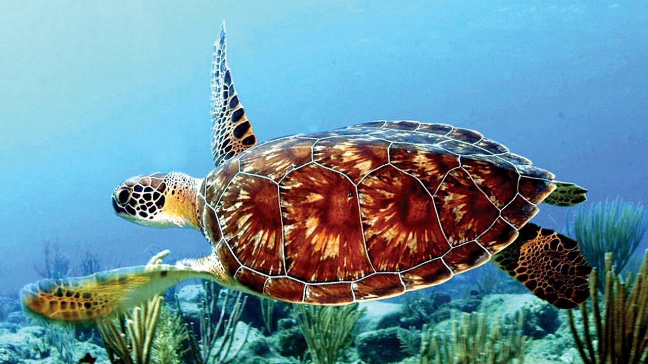 Nine dead after consuming sea turtle meat
