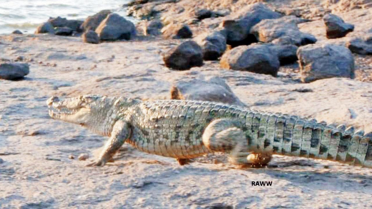 A wild crocodile rescued by Sharma