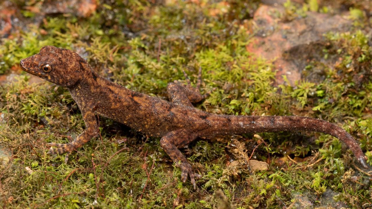 Maharashtra: Four new species of dwarf geckos discovered from western ghats