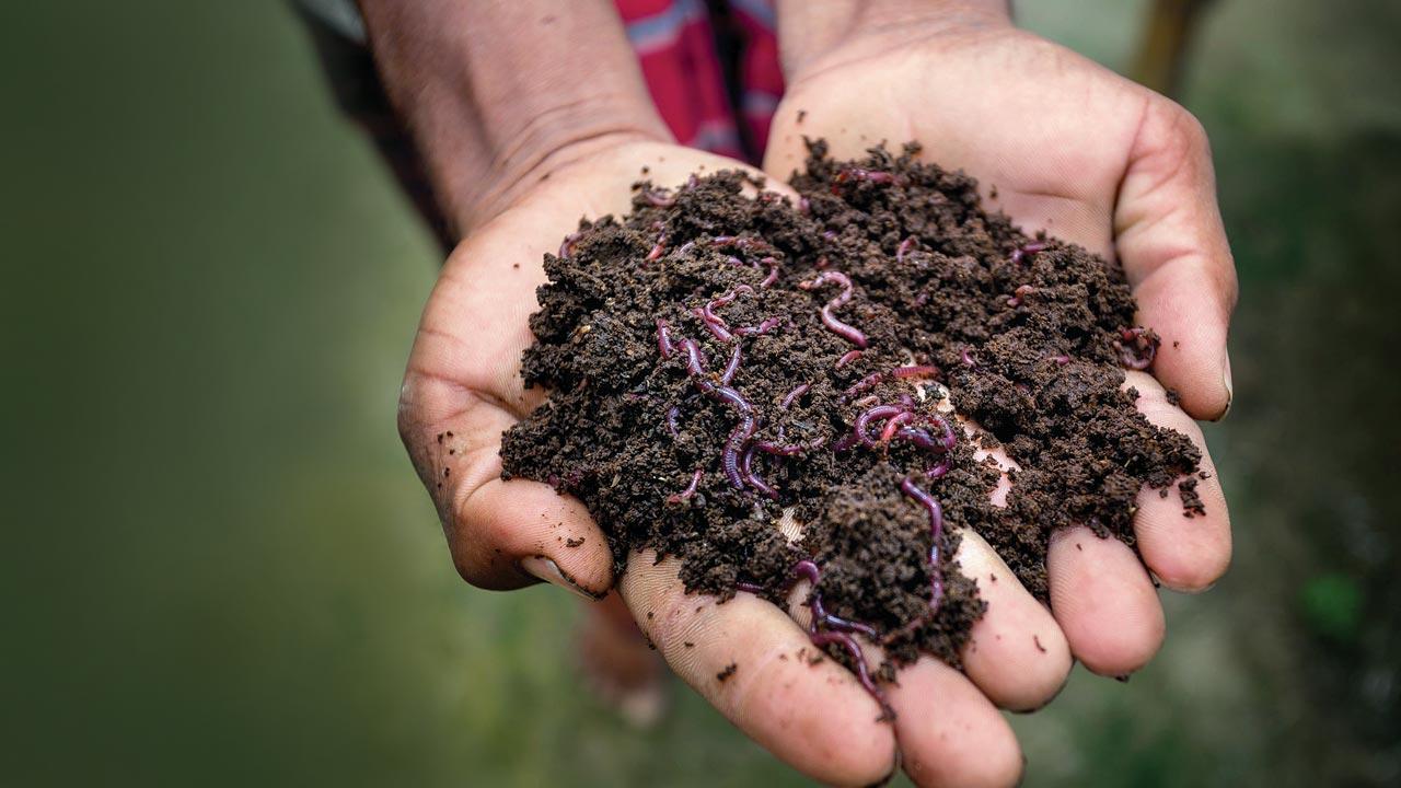 Residents of Eksal and other villages in Shahapur are providing additional income to their households through vermicomposting, that was introduced to them by Population First through its flagship programme Action for Mobilisation of Community Health Initiatives (AMCHI). Pics/Satej Shinde