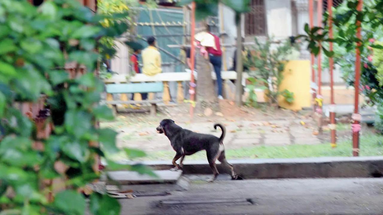 Mumbai: BMC vaccinates 26,591 dogs under anti-rabies drive