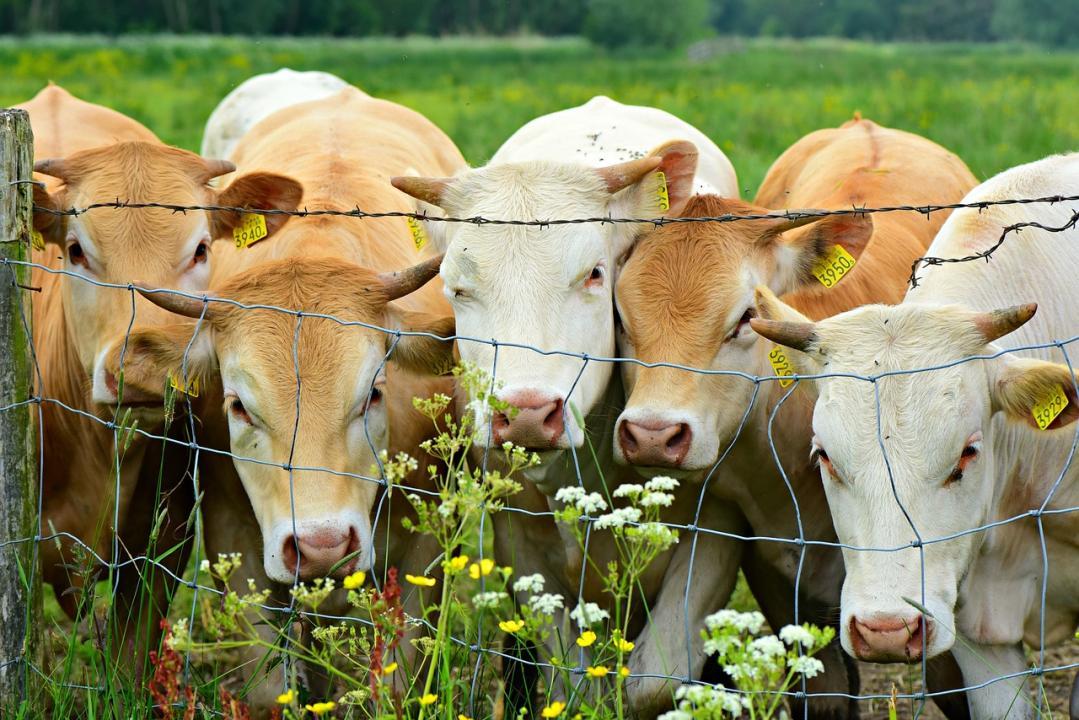 Cow dies at goshala in Navi Mumbai; one booked