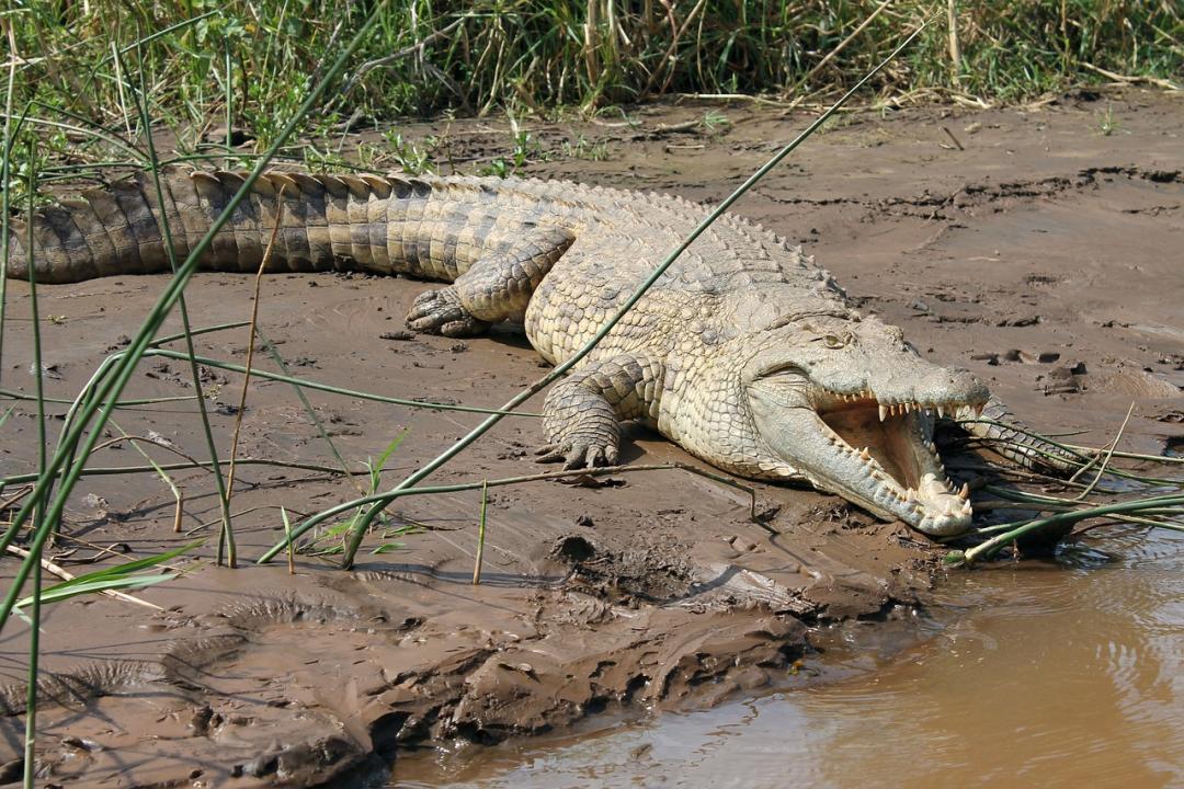 Crocodile ventures out of Powai lake; creates panic among some onlookers