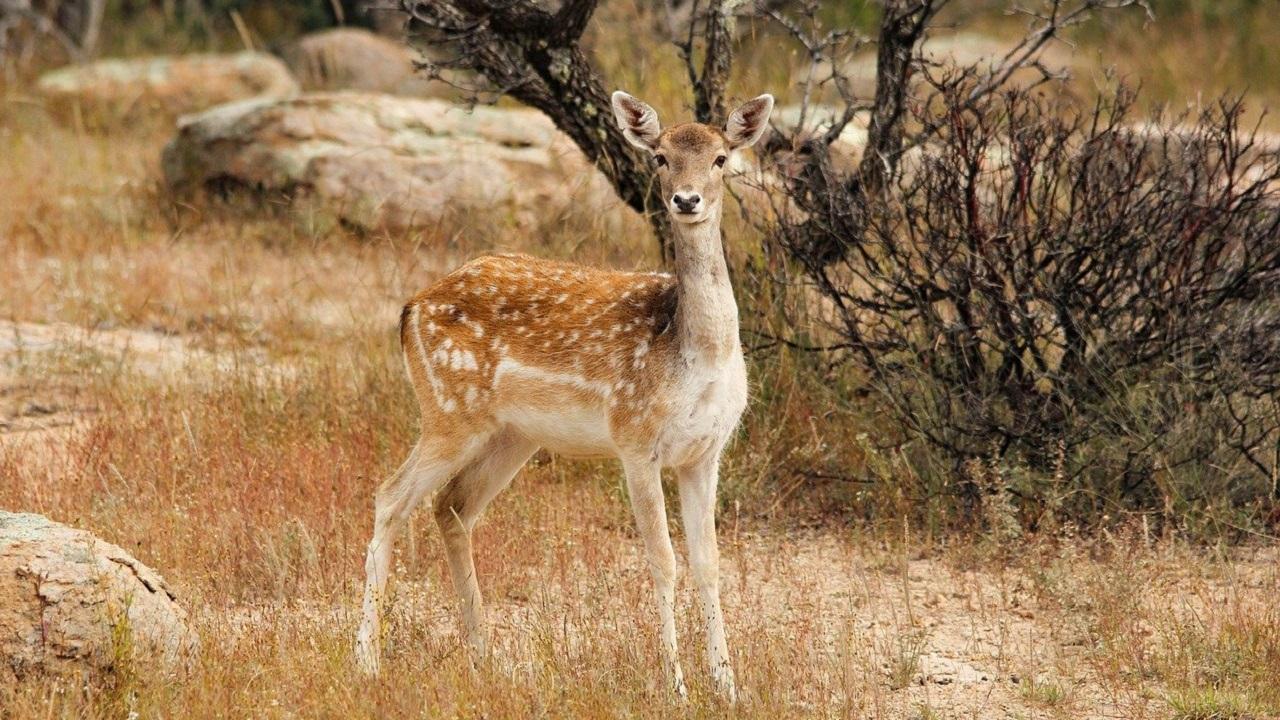 Thane: Injured deer rescued from top of hill in Yeoor