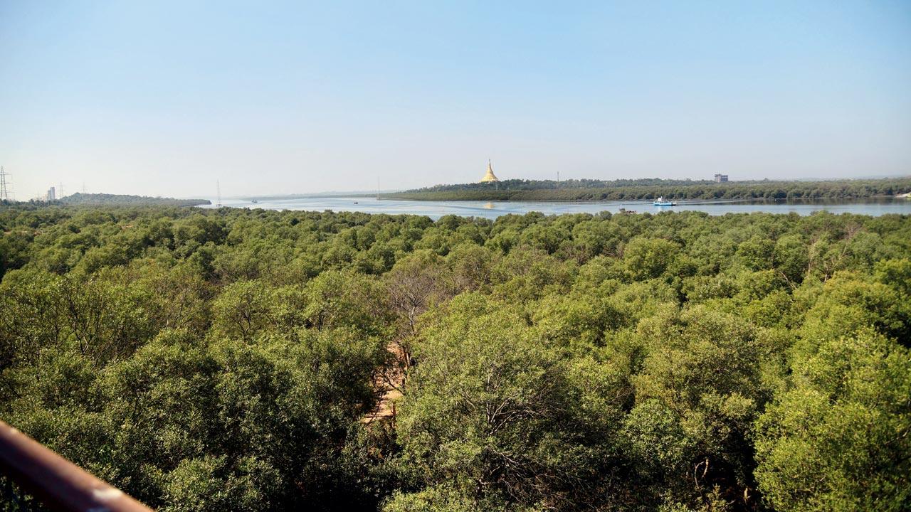 A mangrove forest in Gorai, Borivali. File pic
