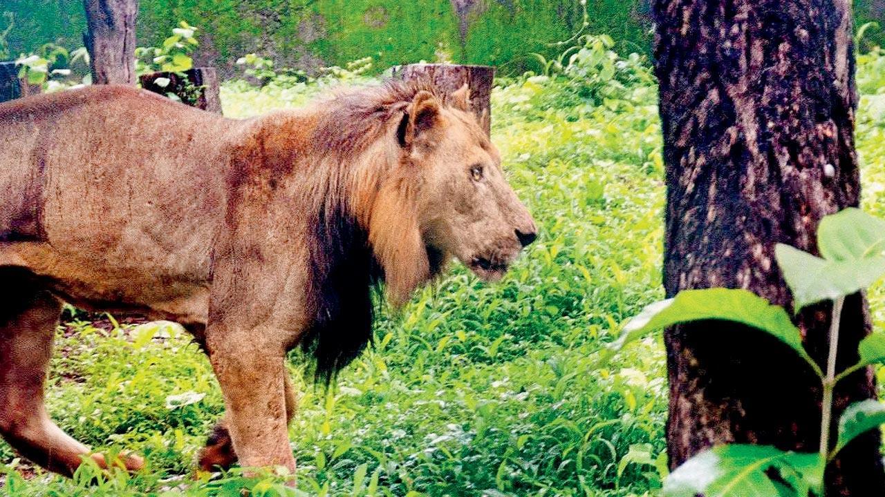 Mumbai: SGNP may get pair of lions before monsoon
