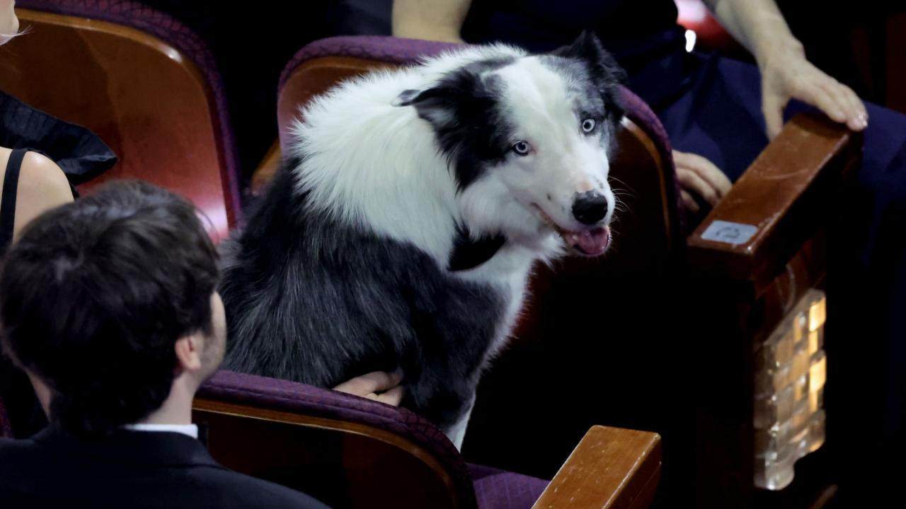 Oscars 2024: Messi the dog from 'Anatomy of a Fall' sits in the audience