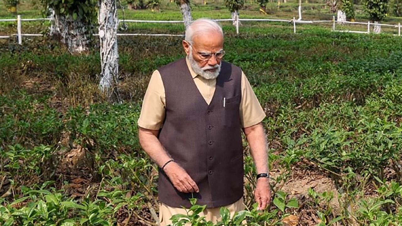 Tea plantation in Assam has come a full circle as thousands of small farmers have taken to growing the crop, primarily shifting from paddy. The tea plantation business has seen unemployed youths taking up tea cultivation as a business venture. Some even cultivate it in their backyards , while many have started their tea stories through startups
