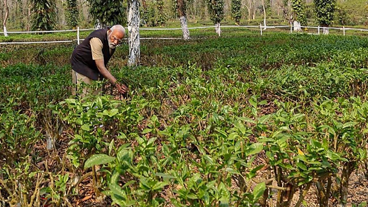 A stay in the tea garden, playing golf and driving through tea estates could be some unforgettable experiences
