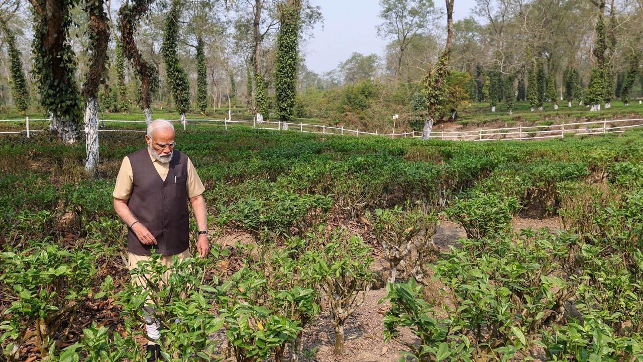 Taking to his X handle, PM Modi urged tourists to visit Assam's tea gardens during their visits to the state