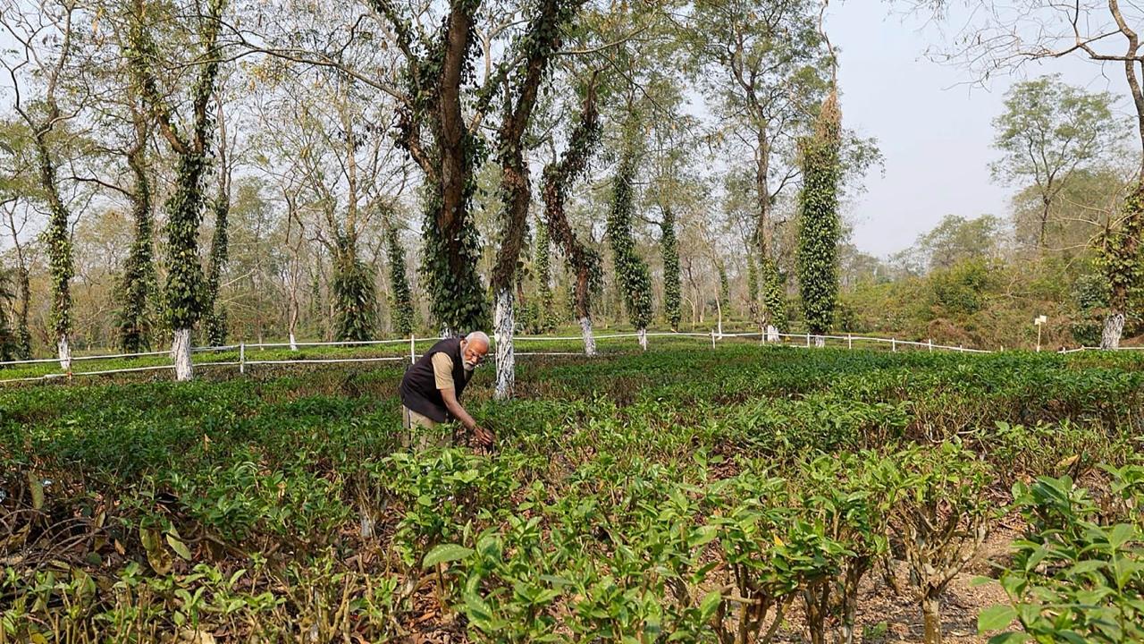 The tea community in Assam, which comprises a sizeable portion of the state's population, plays a critical role in dozens of Assembly constituencies