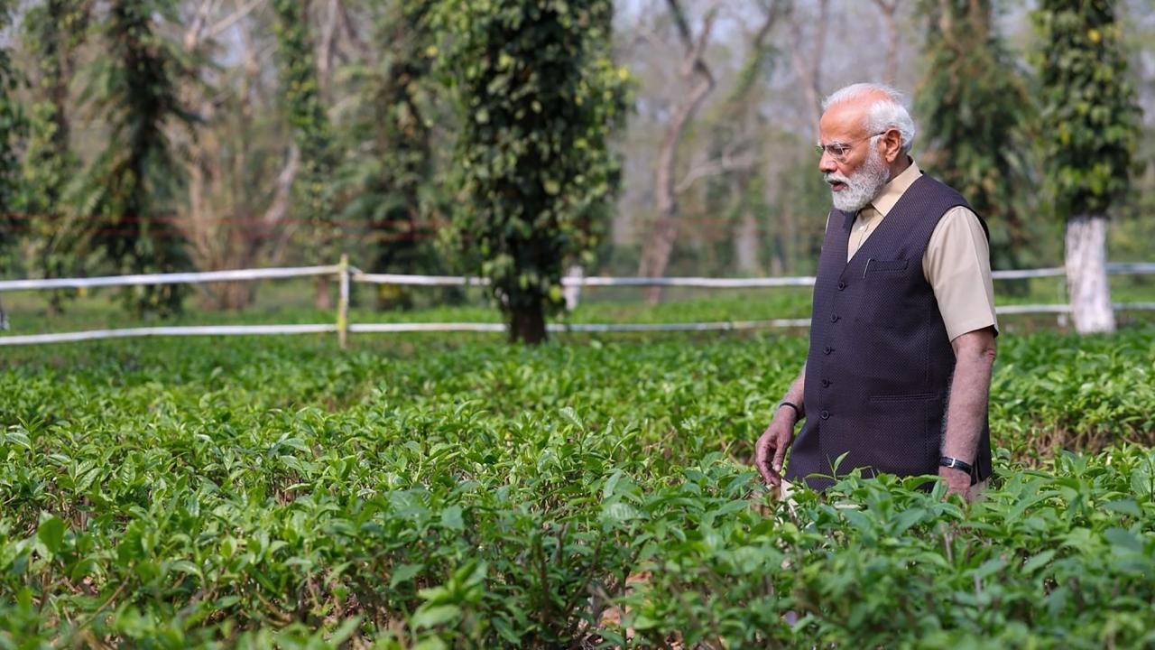 Prime Minister Narendra Modi visits Assam's tea gardens. Pics/PTI