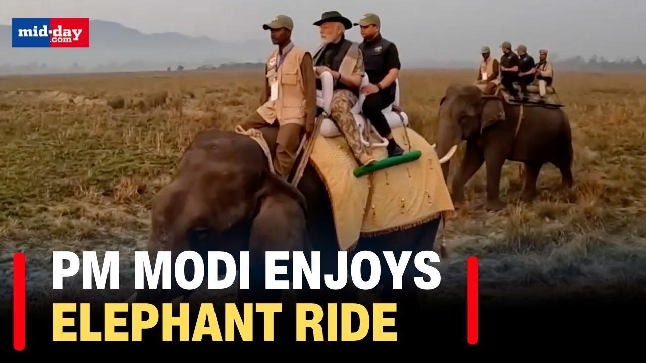 PM Modi in Assam: Watch PM Narendra Modi taking an elephant ride