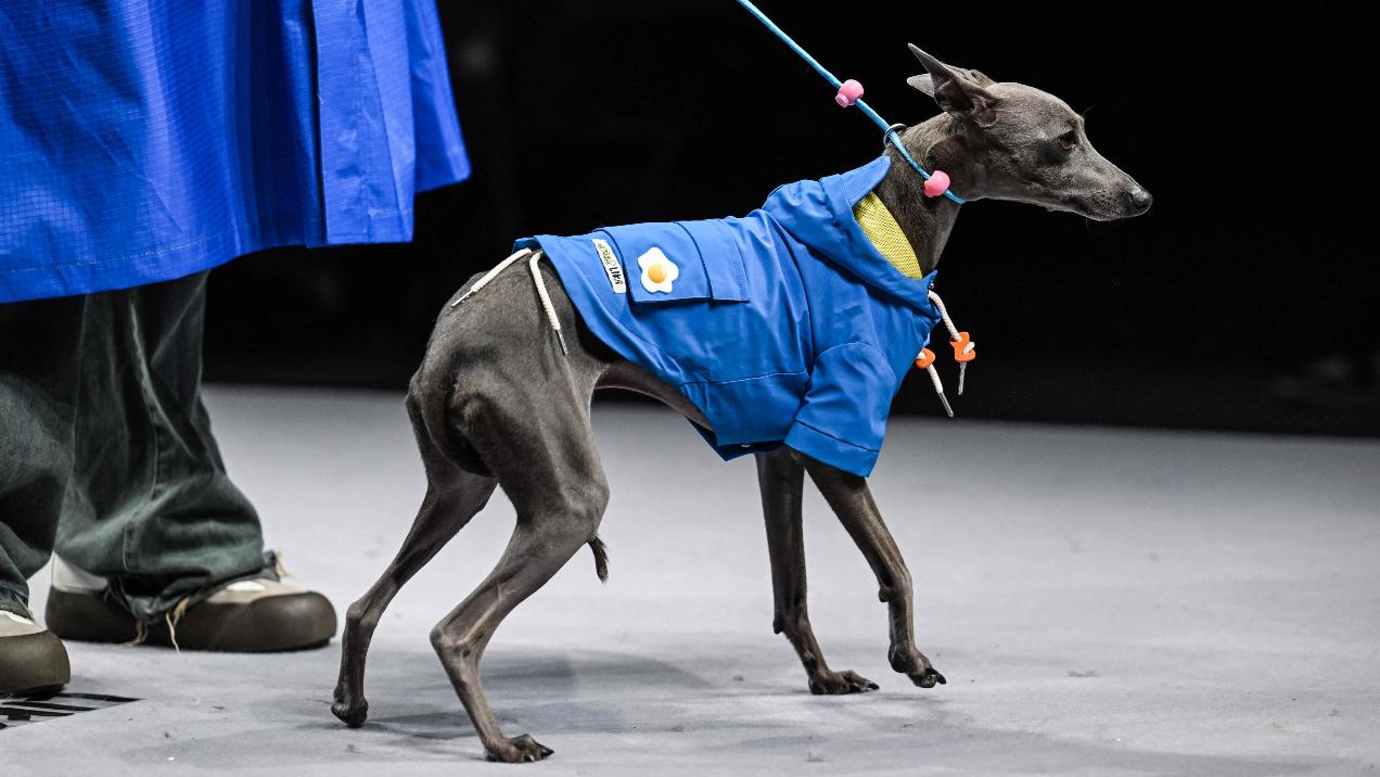A dog exudes confidence as it struts down the ramp in a striking blue jacket, captivating attention and turning heads with every step