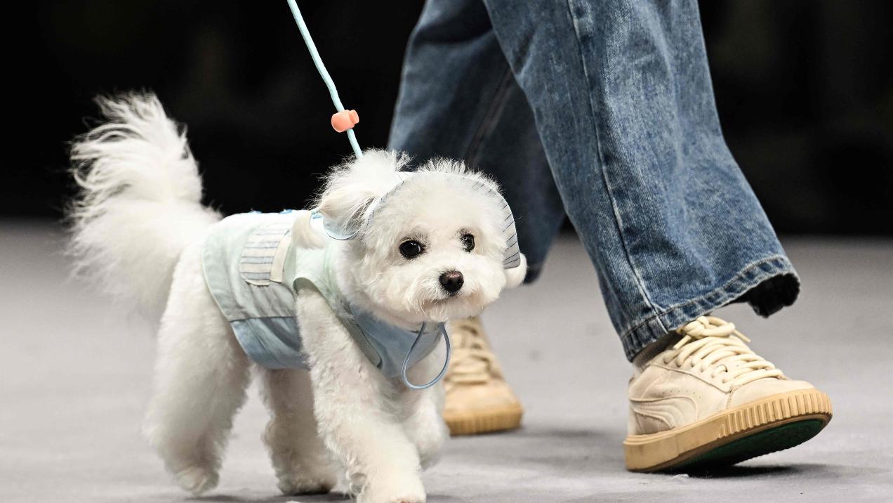 A furry dog strutted down the runway with effortless charm, showcasing a meticulously crafted light blue jacket during the fashion show