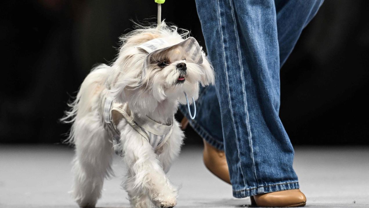 A model walks a dog at a pet fashion show during the Pet joy Fashion week 2024 at the Yangpu district in Shanghai