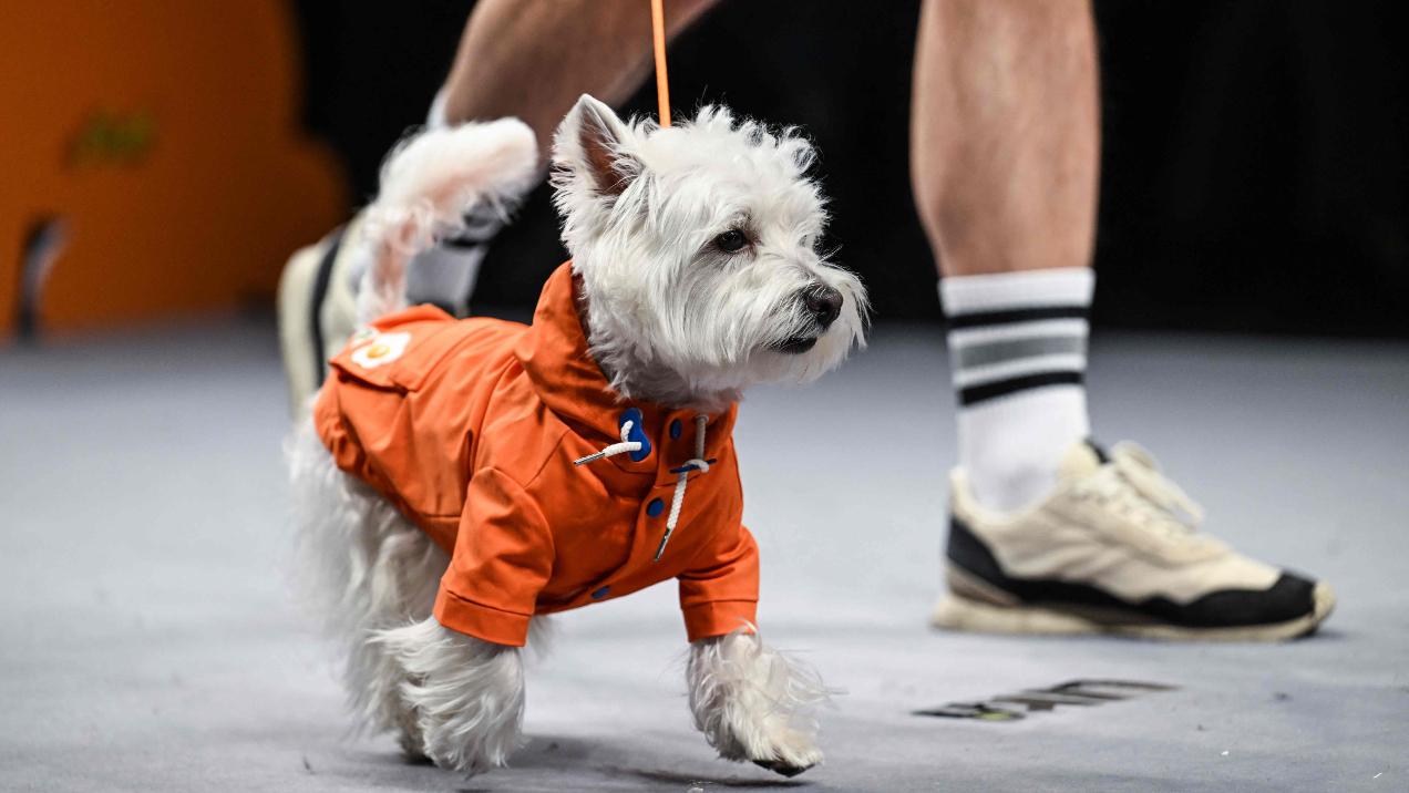 A dog confidently commands the runway in a vibrant orange jacket, effortlessly stealing the spotlight with its charm