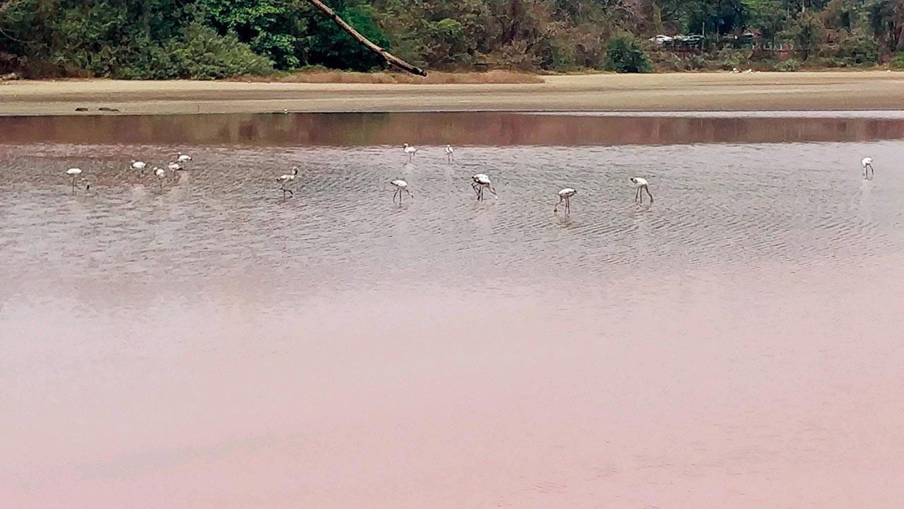 Navi Mumbai: ‘DPS lake is being poisoned, possibly deliberately’
