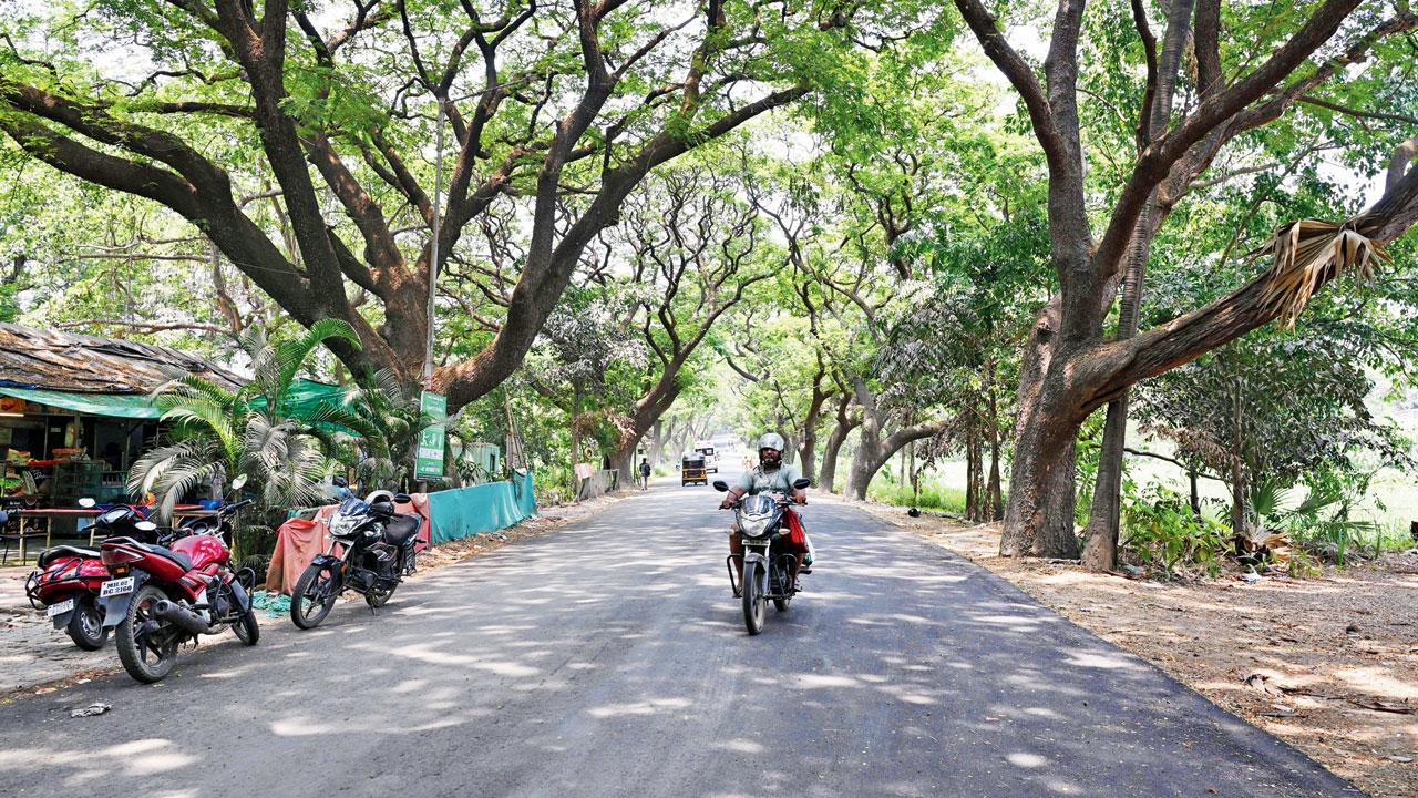 A road passing through the Aarey forest. File pic