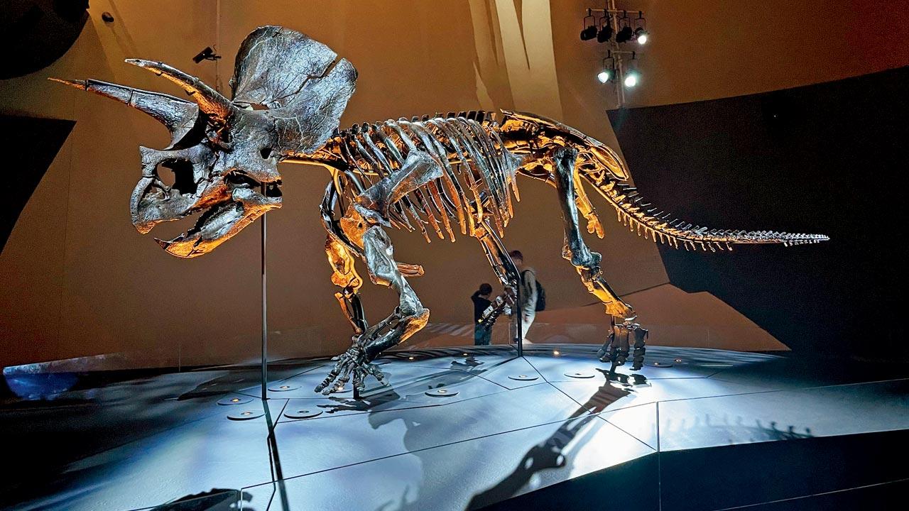 A Triceratops fossil at the Melbourne Museum