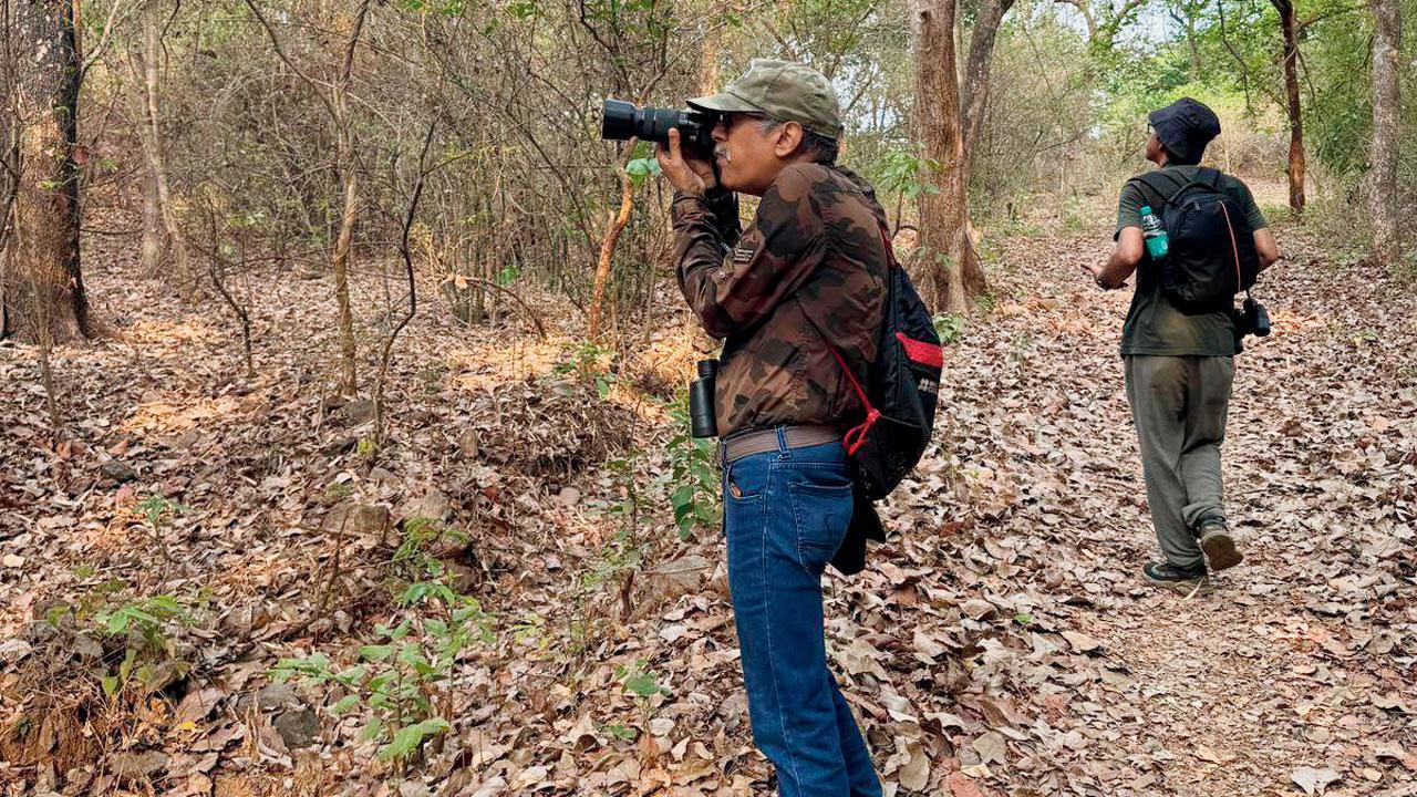 Mumbai: White-bellied Sea-Eagle sighted at SGNP