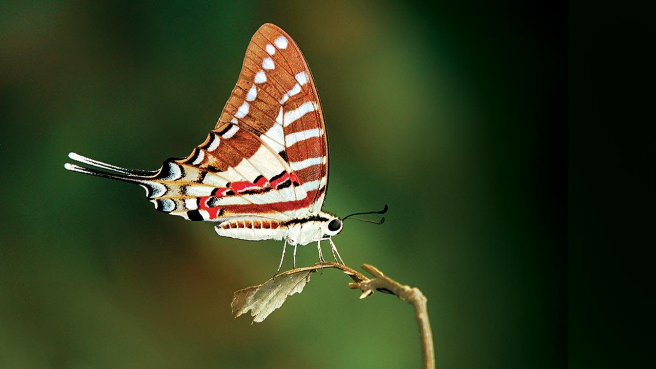 Spot swordtail butterfly. Pic Courtesy/Wikimedia Commons