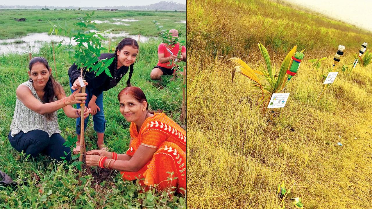 Children at a plantation camp held by the organisation (right) a glimpse of the native plants at the location