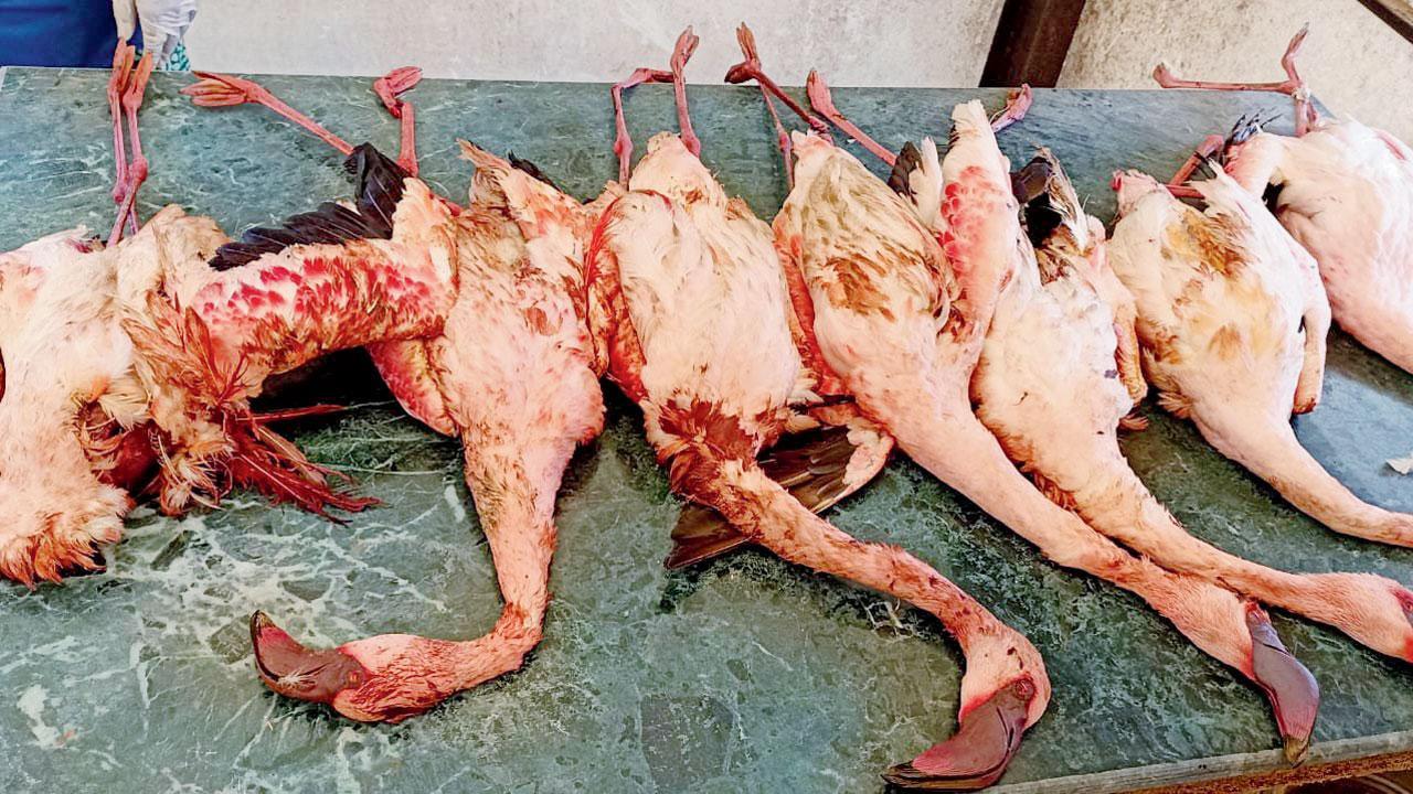Mumbai: Officials alarmed, locals horrified by flamingo crash