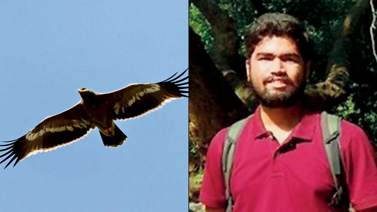 A steppe eagle spotted at the park.  PIC COURTESY/VEDANT KASAMBE