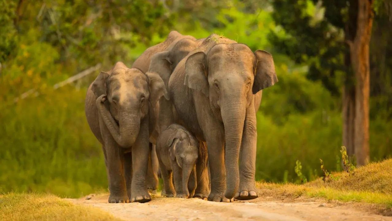 Female elephant Phoolkali celebrates 12 years of freedom from forced begging in UP streets