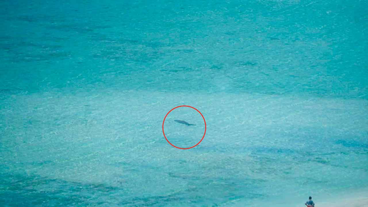Karekar spotted the mammal in the waters of Little Andaman