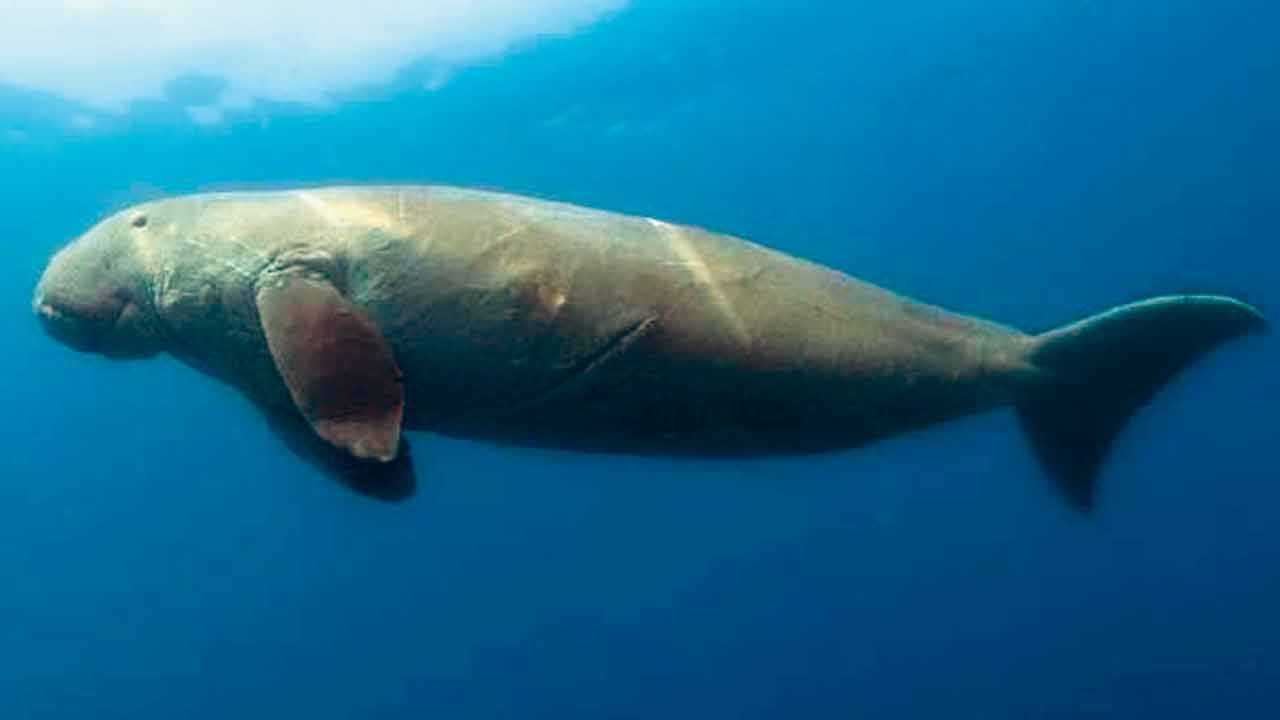 The dugong. Pic courtesy/Wikemedia Commons