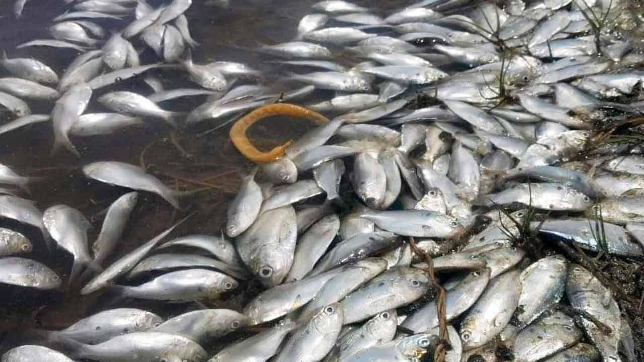 Maharashtra: Fish deaths in Raigad wetlands raise alarm