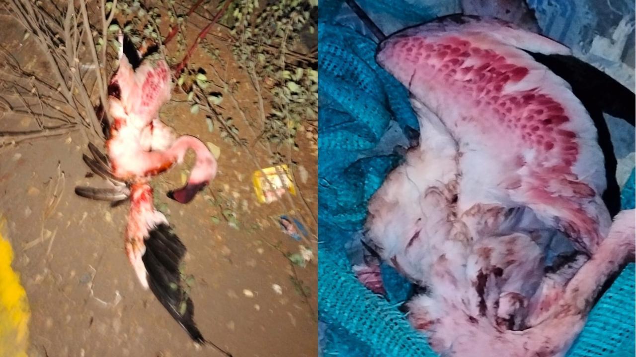 Mumbai: 30 flamingos found dead in Ghatkopar