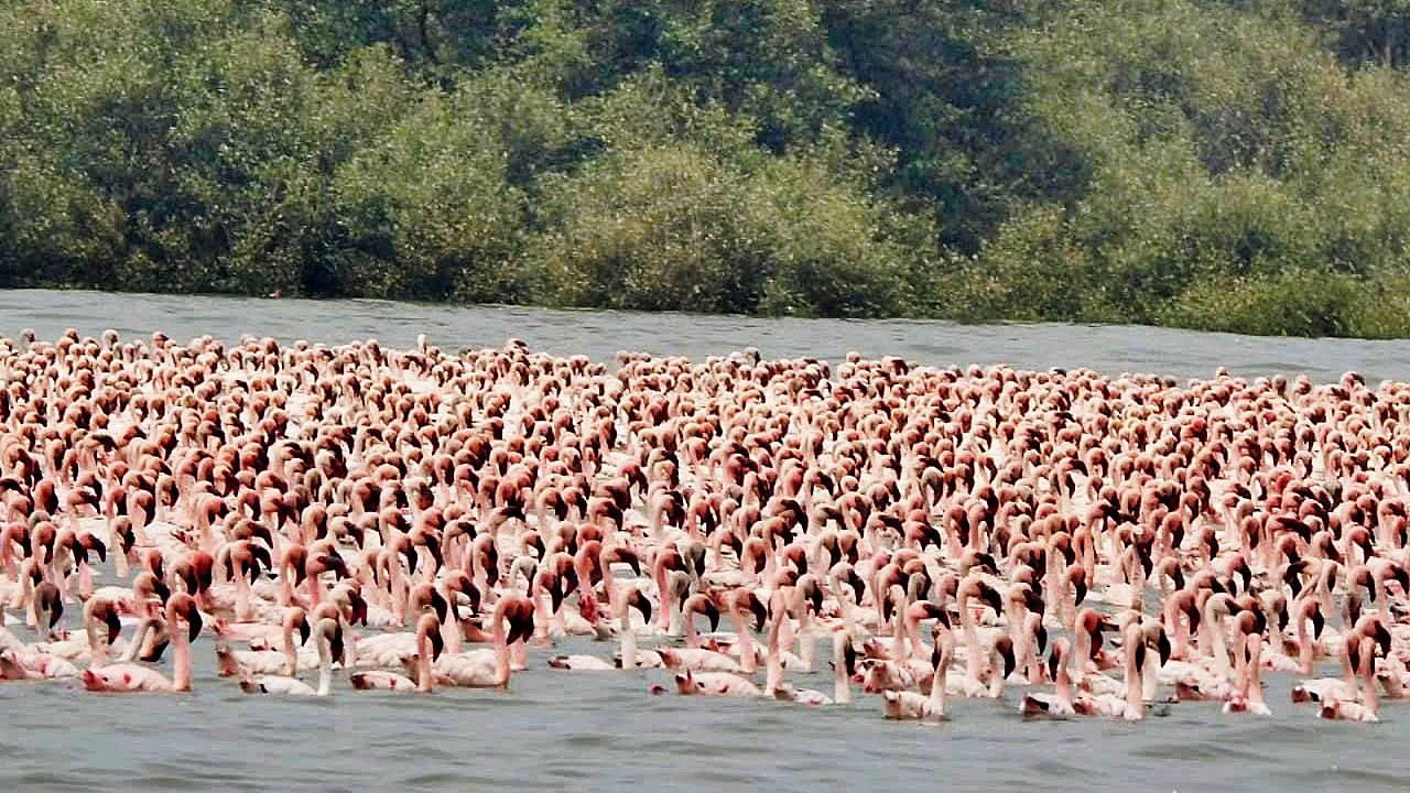 Flamingos at Thane Creek. Pic Courtesy/Nikhil Jani