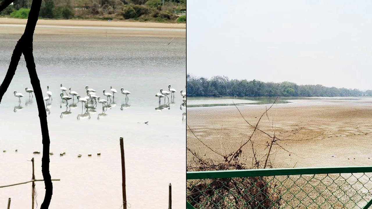 A flock of flamingos at DPS lake (right) the lake dries up due to restricted water influx during a low tide