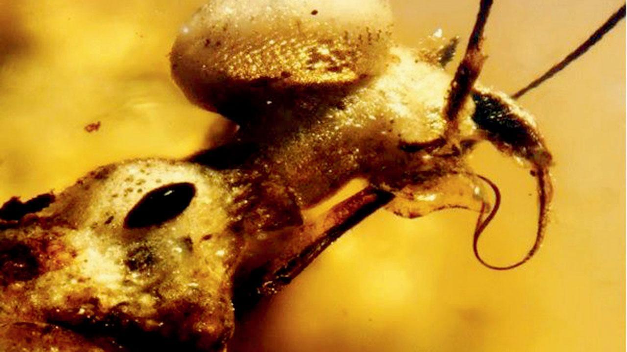 99 million-year-old amber yields fossil surprise