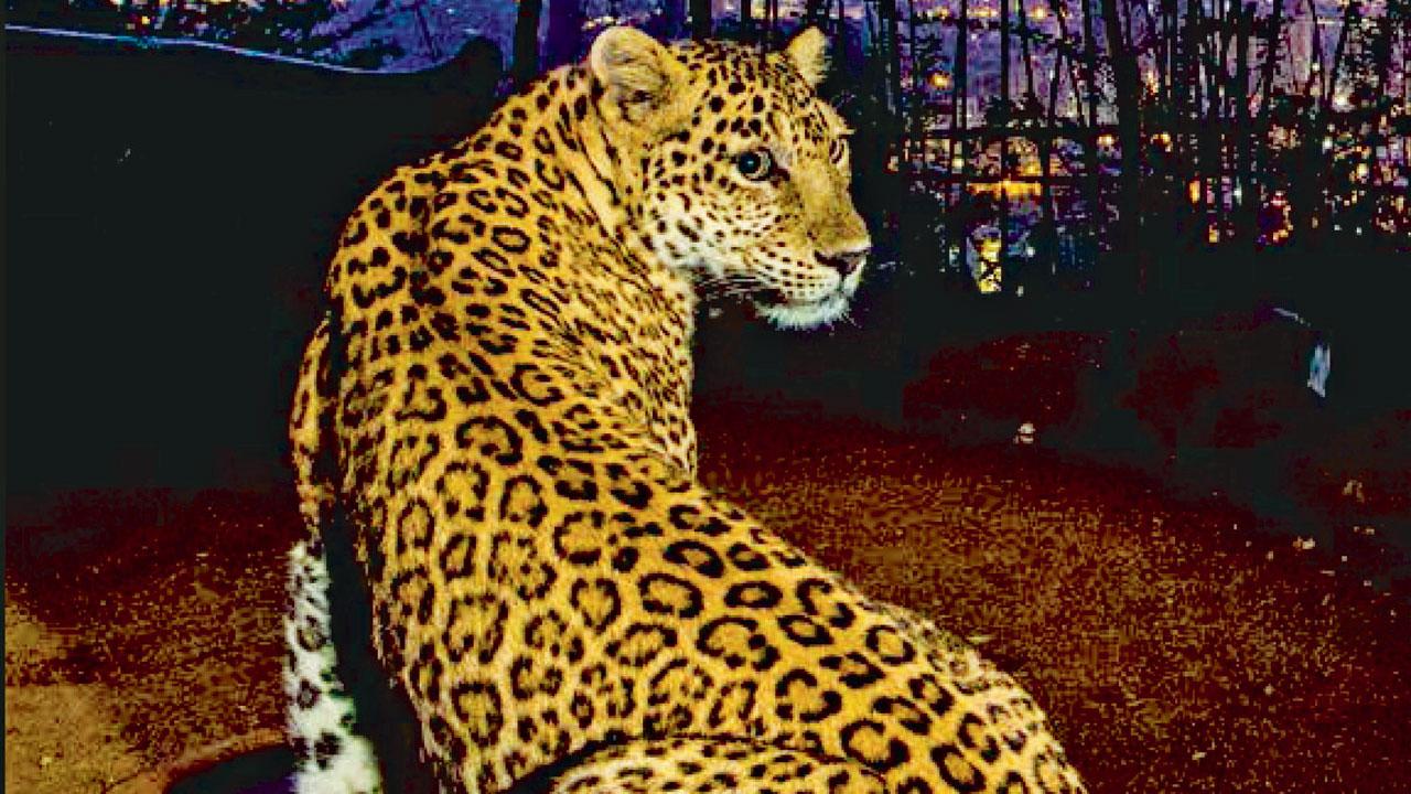 The Indian leopard on the cover page of the book. PIC COURTESY/Steve WInter