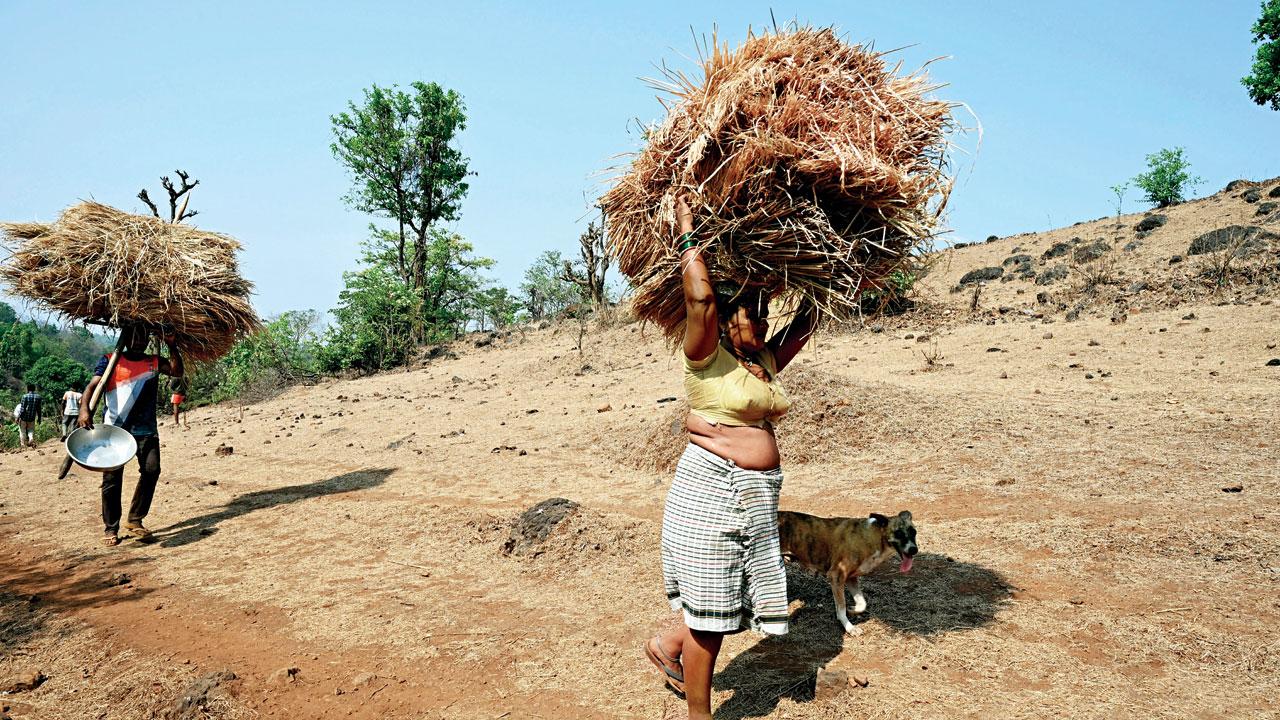 Baburav Hirve, 40, and his wife travel a few kilometers every two days to forage dry grass to feed their cattle. “We leave our house early in the morning and return with a load of 45 kilograms each. To do this trudge on the treacherous slopes has been a nuisance,” he says