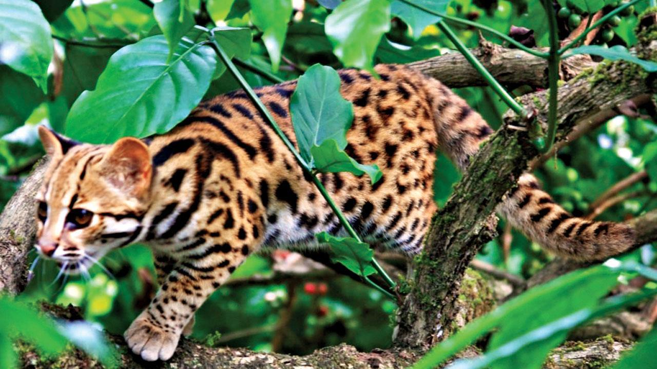 Maharashtra: Leopard cat sighted in Pench Tiger Reserve for first time