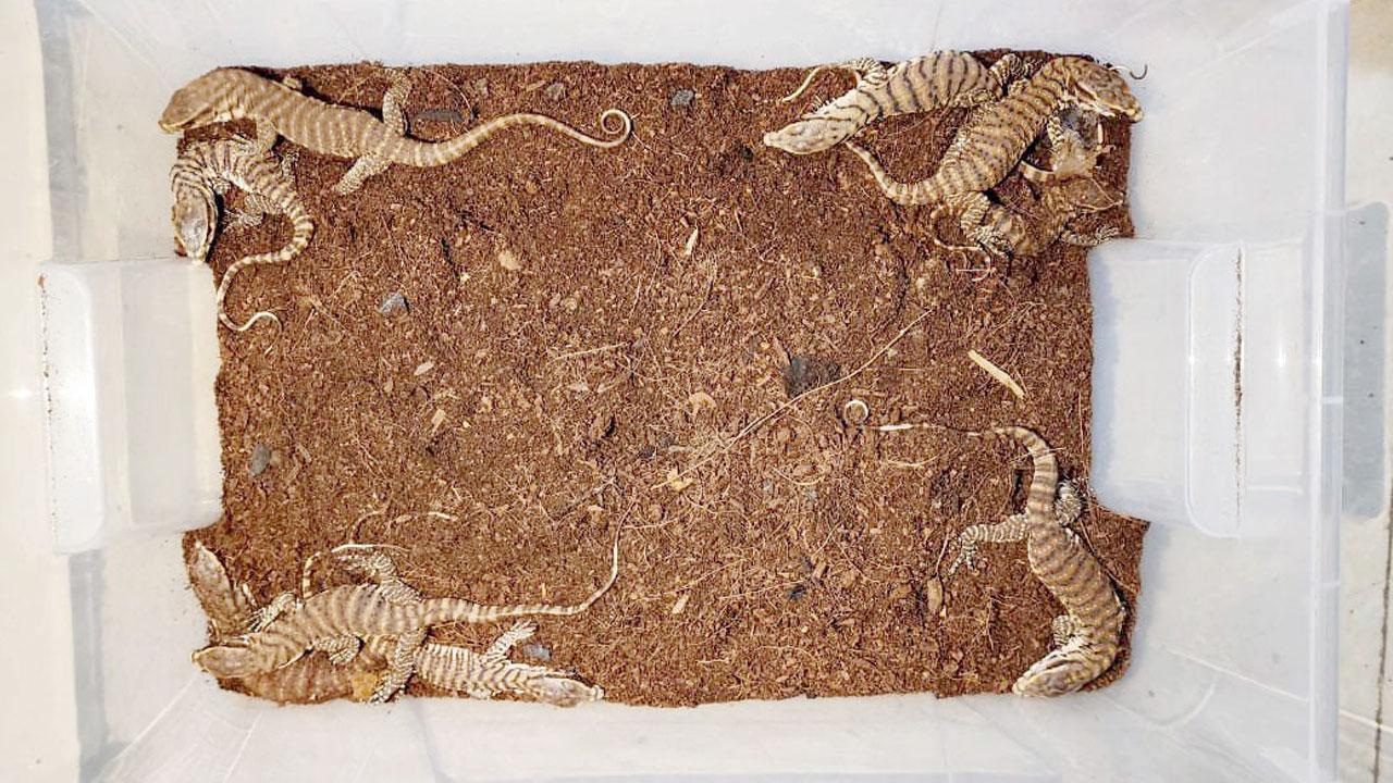 Mumbai: In a record first, 16 monitor lizards born in captivity
