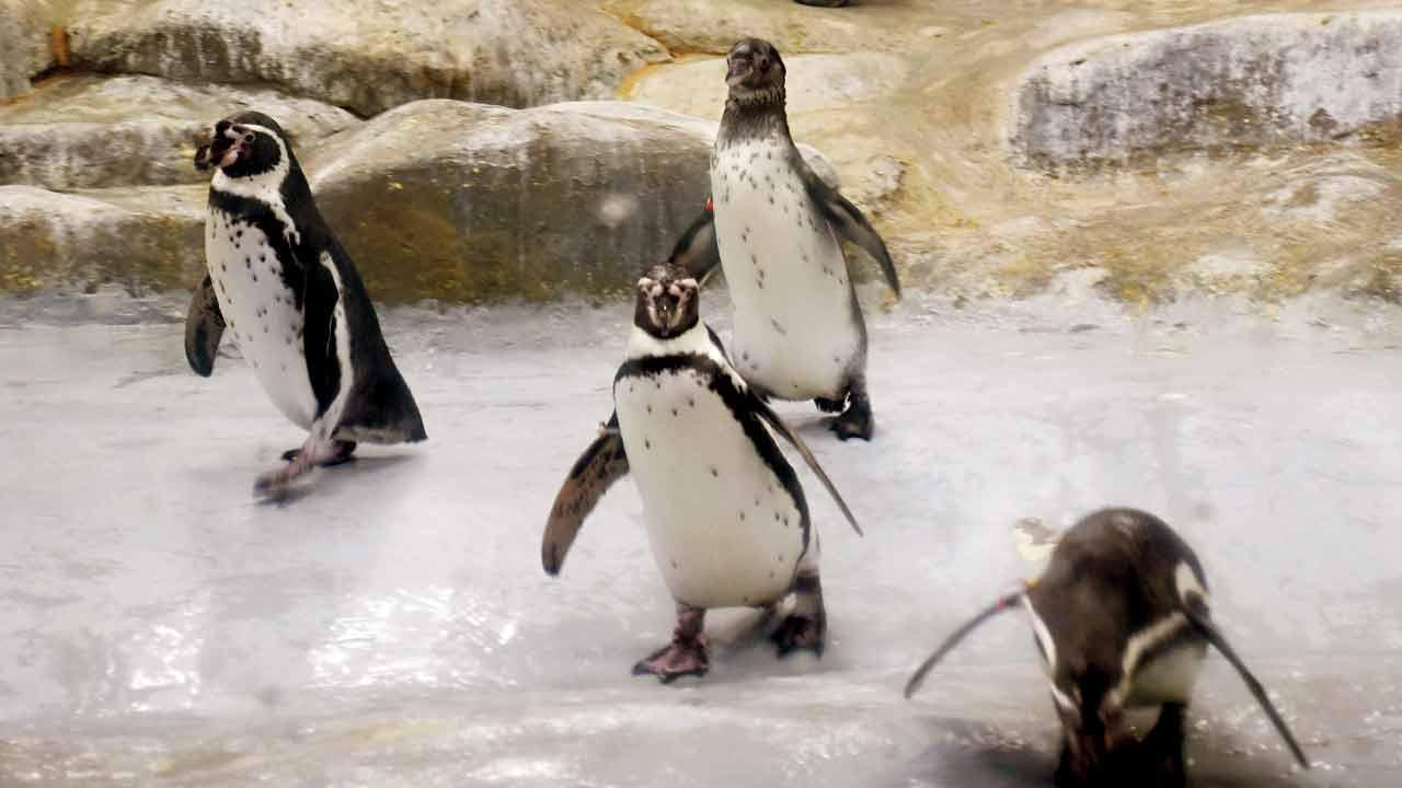No takers across India for Mumbai’s penguins