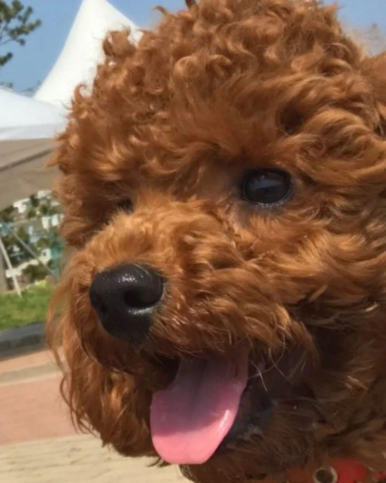 The rapper and producer once revealed that he wasn't much of a dog lover but Holly changed that. 