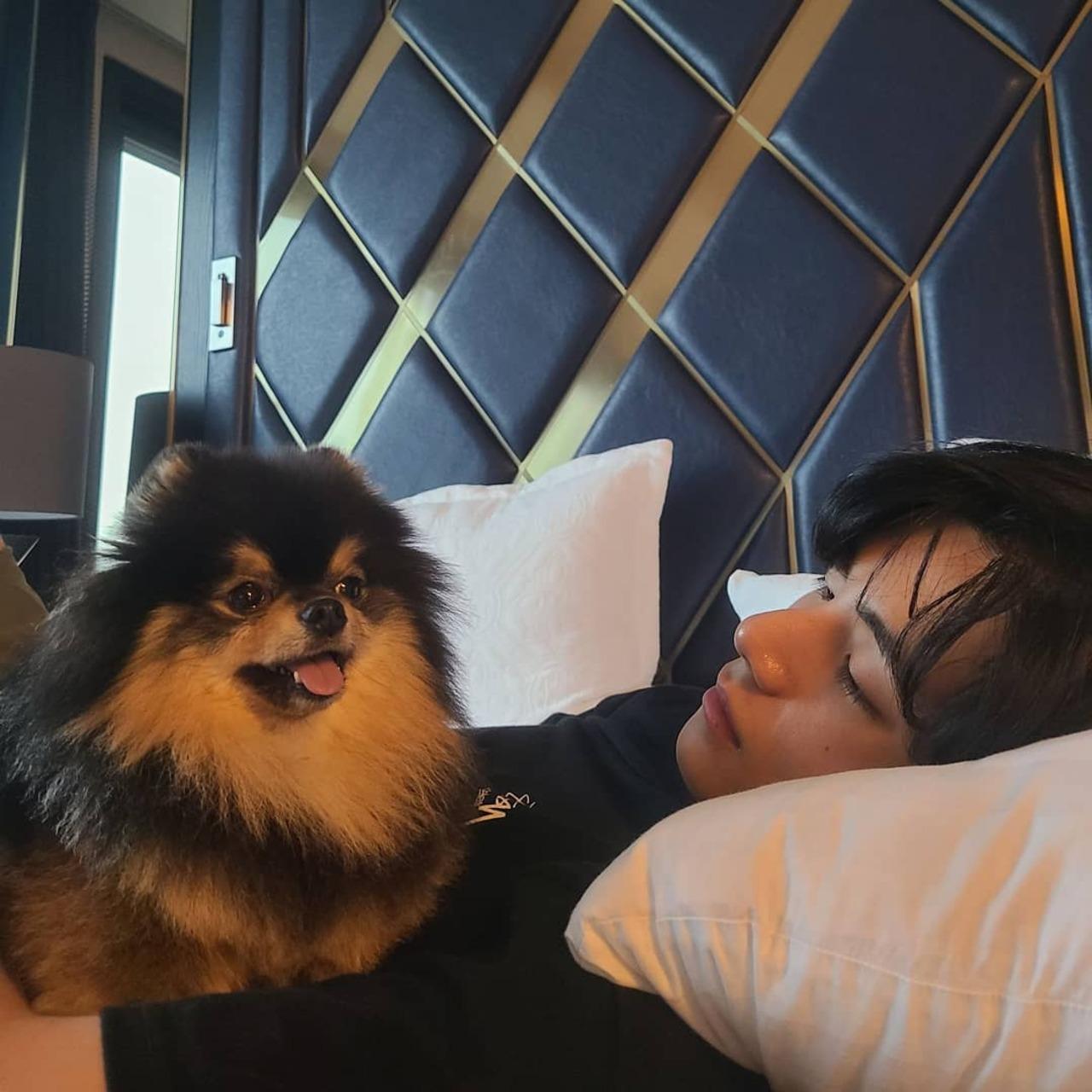Yeontan is a Pomeranian who used to live in the BTS dorm but is currently with his parents. 
